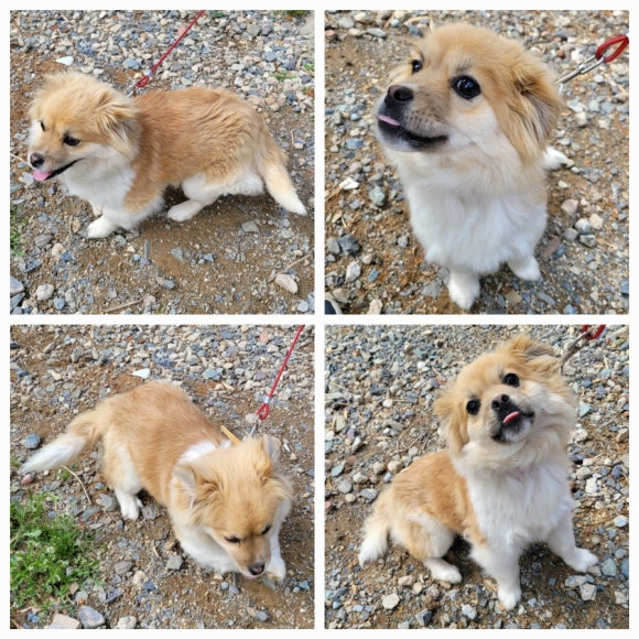 무안군유기동물보호소_446495202500123